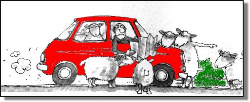 Sheep helping with directions